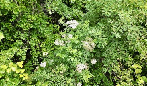 Photo #10 of SOLD property in Off Burchette Road, Manson, NC 12.7 acres