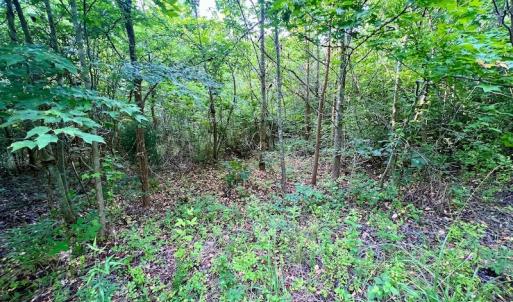 Photo #11 of SOLD property in Off Burchette Road, Manson, NC 12.7 acres