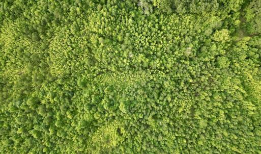 Photo #12 of SOLD property in Off Burchette Road, Manson, NC 12.7 acres