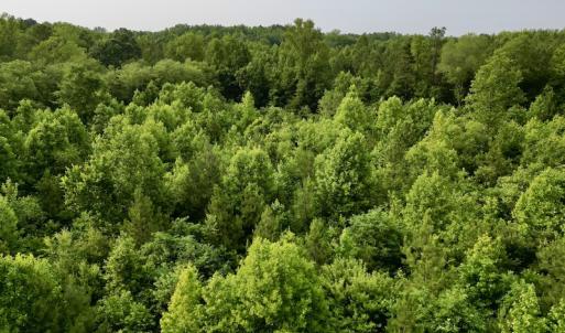 Photo #13 of SOLD property in Off Burchette Road, Manson, NC 12.7 acres