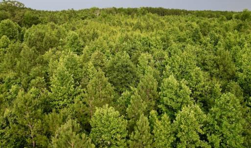 Photo #14 of SOLD property in Off Burchette Road, Manson, NC 12.7 acres