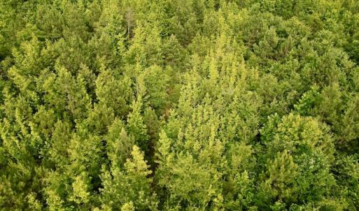 Photo #15 of SOLD property in Off Burchette Road, Manson, NC 12.7 acres
