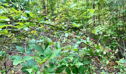 Photo #16 of SOLD property in Off Burchette Road, Manson, NC 12.7 acres