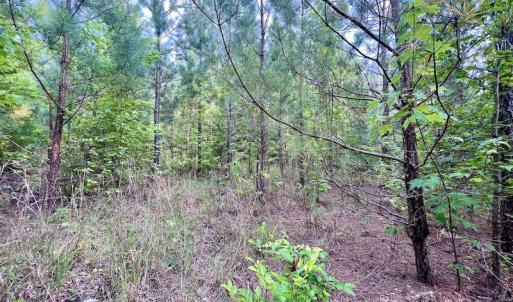 Photo #17 of SOLD property in Off Burchette Road, Manson, NC 12.7 acres