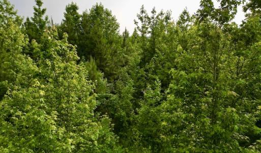 Photo #20 of SOLD property in Off Burchette Road, Manson, NC 12.7 acres