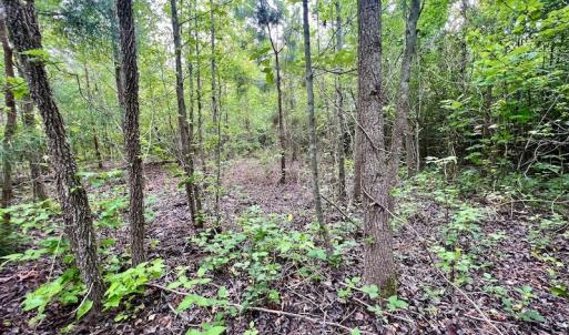Photo #22 of SOLD property in Off Burchette Road, Manson, NC 12.7 acres