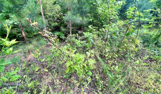 Photo #23 of SOLD property in Off Burchette Road, Manson, NC 12.7 acres