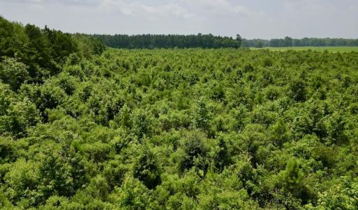 Photo #12 of SOLD property in Off Holly Neck Rd, Roper, NC 23.1 acres