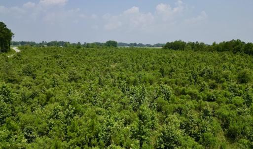 Photo #18 of SOLD property in Off Holly Neck Rd, Roper, NC 23.1 acres