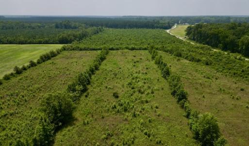 Photo #7 of SOLD property in Off Holly Neck Rd, Roper, NC 23.1 acres