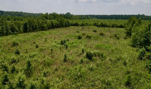 Photo #10 of SOLD property in Off Holly Neck Rd, Roper, NC 23.1 acres