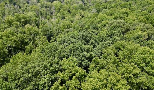 Photo #13 of SOLD property in Off Trey Rd, Wilson, NC 29.9 acres