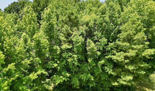 Photo #14 of SOLD property in Off Trey Rd, Wilson, NC 29.9 acres