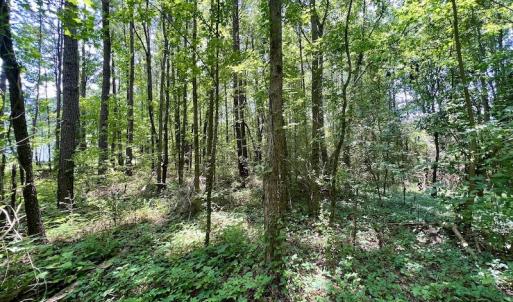 Photo #5 of SOLD property in Off Trey Rd, Wilson, NC 29.9 acres