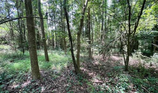 Photo #9 of SOLD property in Off Trey Rd, Wilson, NC 29.9 acres