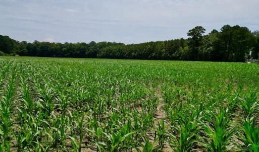 Photo #15 of SOLD property in Off Highway 33, Chocowinity, NC 169.5 acres
