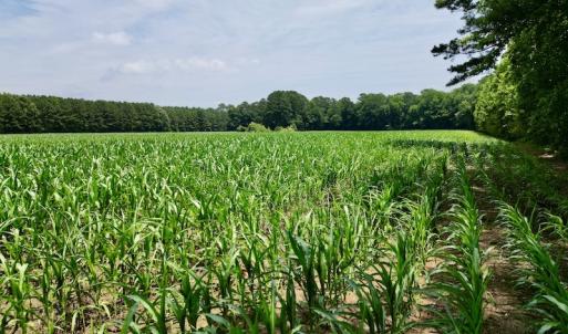 Photo #16 of SOLD property in Off Highway 33, Chocowinity, NC 169.5 acres