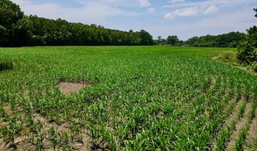 Photo #18 of SOLD property in Off Highway 33, Chocowinity, NC 169.5 acres