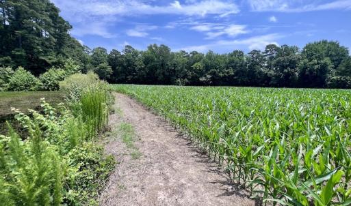 Photo #19 of SOLD property in Off Highway 33, Chocowinity, NC 169.5 acres
