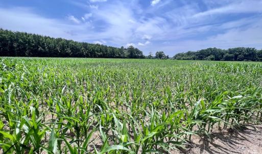 Photo #20 of SOLD property in Off Highway 33, Chocowinity, NC 169.5 acres