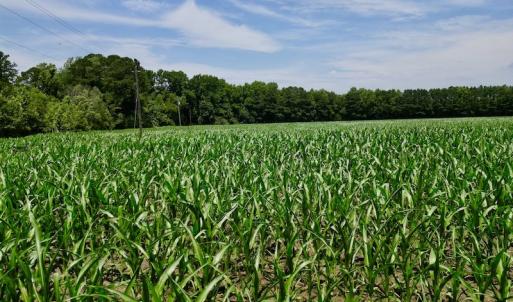 Photo #7 of SOLD property in Off Highway 33, Chocowinity, NC 169.5 acres