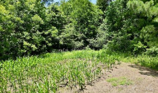 Photo #9 of SOLD property in Off Highway 33, Chocowinity, NC 169.5 acres