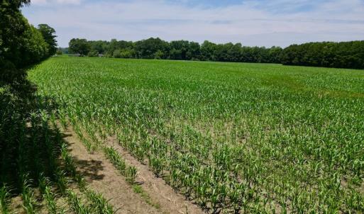 Photo #10 of SOLD property in Off Highway 33, Chocowinity, NC 169.5 acres