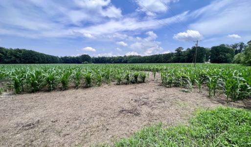 Photo #21 of SOLD property in Off Highway 33, Chocowinity, NC 169.5 acres