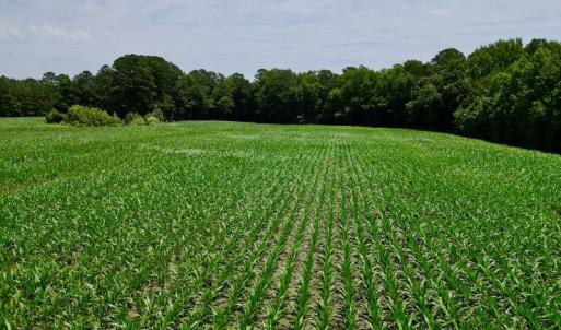 Photo #22 of SOLD property in Off Highway 33, Chocowinity, NC 169.5 acres