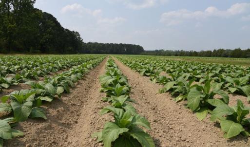 Photo #41 of 1416 NC Hwy 45 S, Windsor, NC 169.6 acres