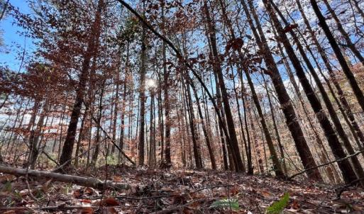 Photo #42 of 1416 NC Hwy 45 S, Windsor, NC 169.6 acres