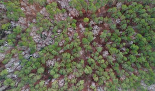 Photo #44 of 1416 NC Hwy 45 S, Windsor, NC 169.6 acres