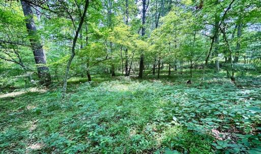 Photo #49 of SOLD property in 3598 Lower Fork Rd, Williamsville, VA 22.2 acres