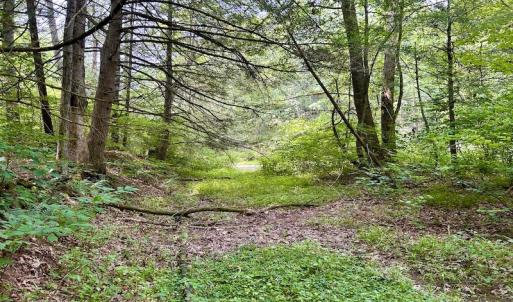 Photo #56 of SOLD property in 3598 Lower Fork Rd, Williamsville, VA 22.2 acres