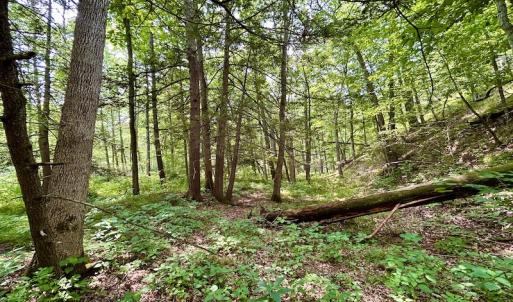 Photo #63 of SOLD property in 3598 Lower Fork Rd, Williamsville, VA 22.2 acres