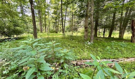 Photo #70 of SOLD property in 3598 Lower Fork Rd, Williamsville, VA 22.2 acres