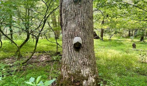 Photo #71 of SOLD property in 3598 Lower Fork Rd, Williamsville, VA 22.2 acres