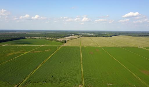 Photo #9 of SOLD property in Off Shiloh Rd, Ivanhoe, NC 1,153.0 acres