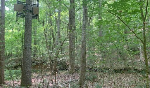 Photo #45 of SOLD property in 1129 Parsons Lane, Lunenburg, VA 104.3 acres
