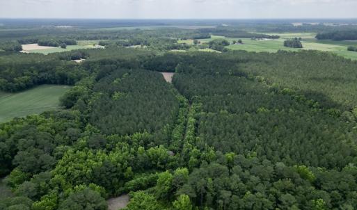 Photo #2 of SOLD property in Off Wilcox Ln, Vanceboro, NC 57.8 acres