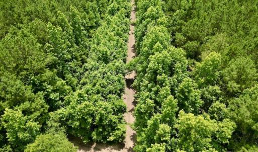 Photo #17 of SOLD property in Off Wilcox Ln, Vanceboro, NC 57.8 acres