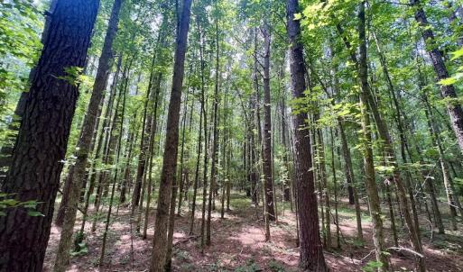 Photo #19 of SOLD property in Off Wilcox Ln, Vanceboro, NC 57.8 acres