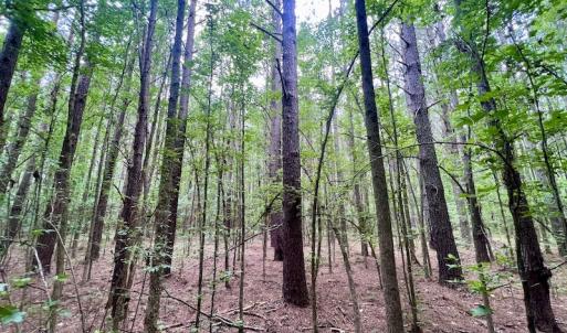 Photo #21 of SOLD property in Off Wilcox Ln, Vanceboro, NC 57.8 acres