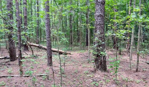 Photo #22 of SOLD property in Off Wilcox Ln, Vanceboro, NC 57.8 acres