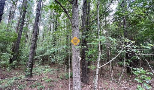 Photo #27 of SOLD property in Off Wilcox Ln, Vanceboro, NC 57.8 acres