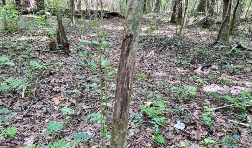 Photo #38 of SOLD property in Off Wilcox Ln, Vanceboro, NC 57.8 acres