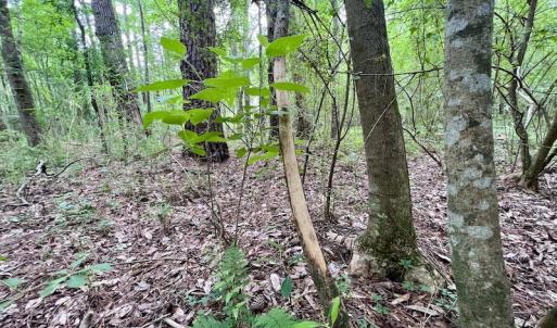 Photo #39 of SOLD property in Off Wilcox Ln, Vanceboro, NC 57.8 acres