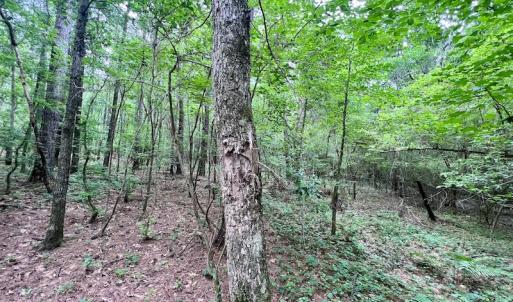 Photo #40 of SOLD property in Off Wilcox Ln, Vanceboro, NC 57.8 acres