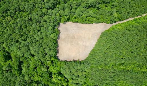 Photo #8 of SOLD property in Off Wilcox Ln, Vanceboro, NC 57.8 acres
