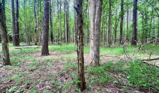Photo #41 of SOLD property in Off Wilcox Ln, Vanceboro, NC 57.8 acres